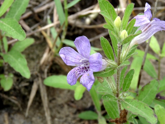 {Dyschoriste oblongifolia}